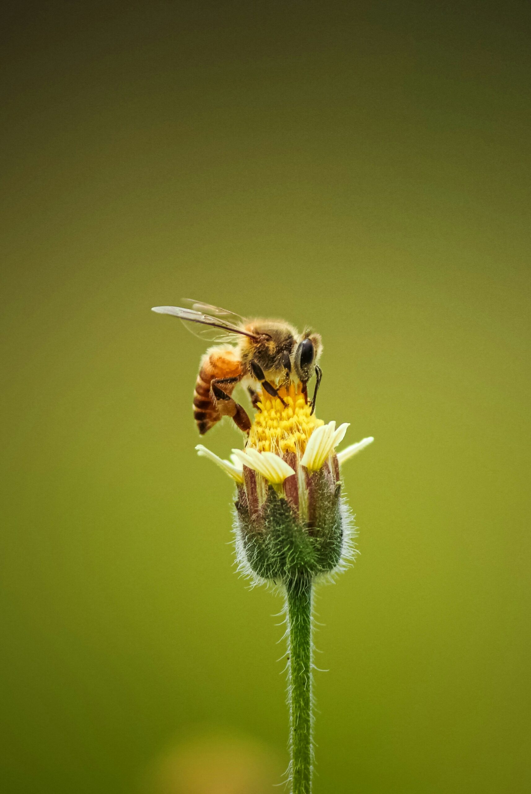 Ape su un fiore